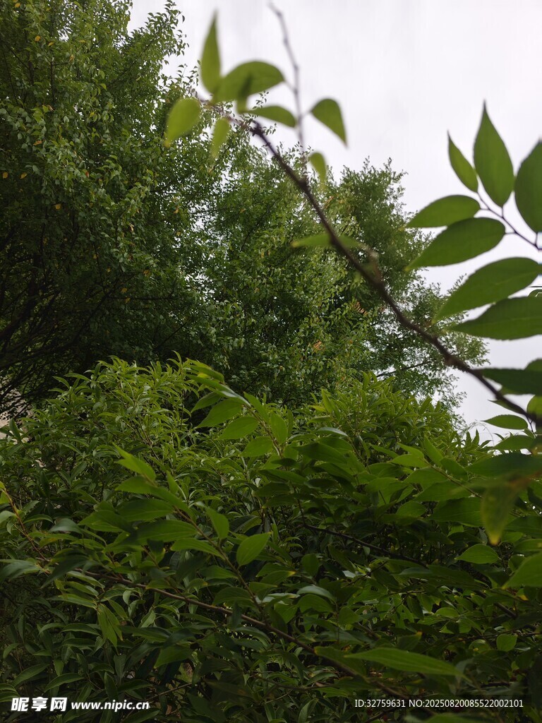 繁茂綠植