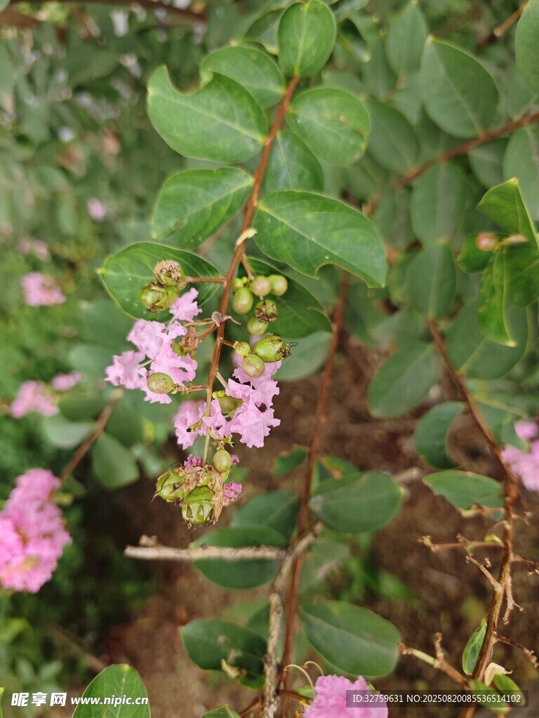 粉色小花綻放于綠葉間