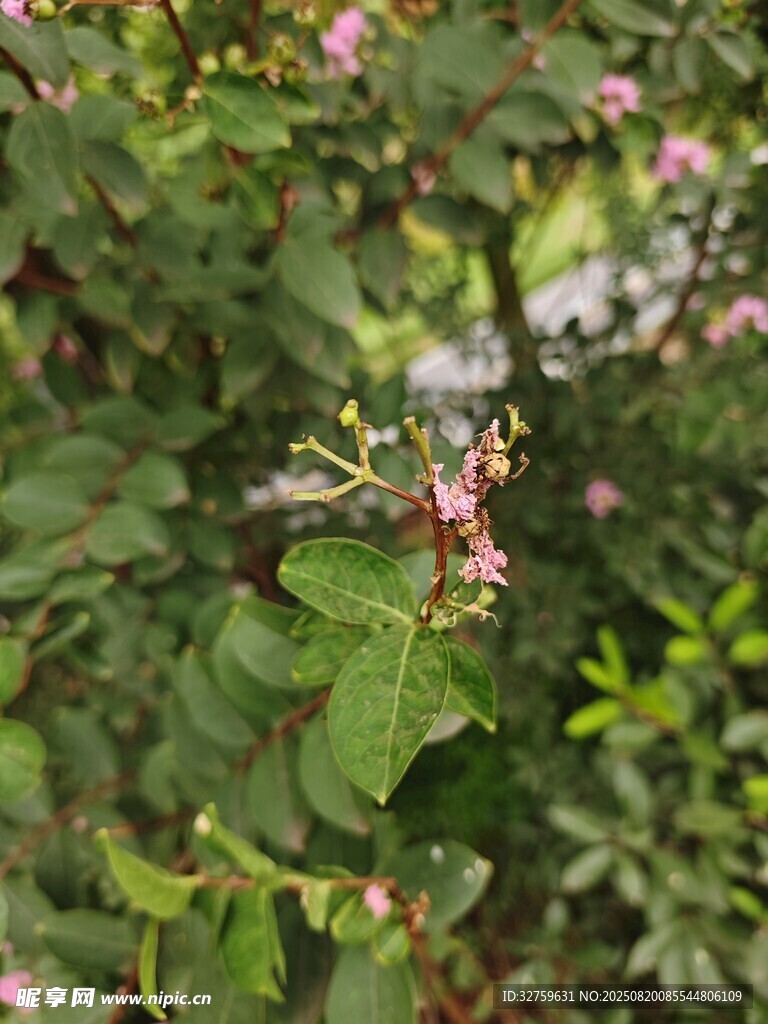 綠葉叢中綻放的粉色小花