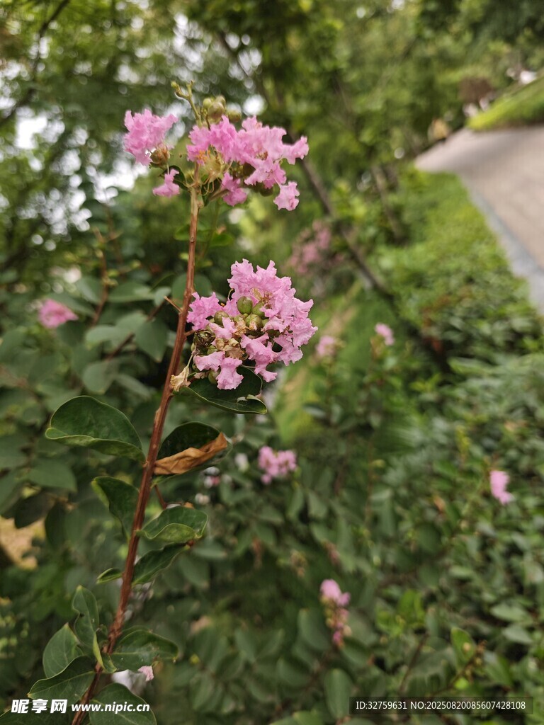 枝頭綻放的嬌艷粉色小花