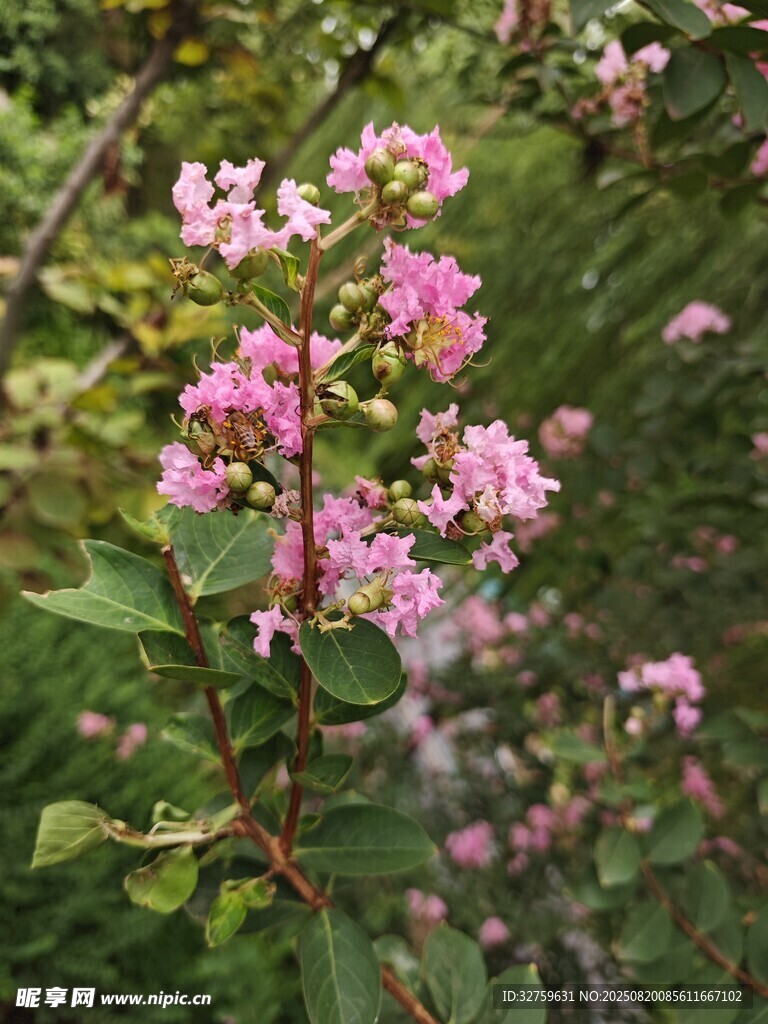 粉色繁花綻放枝頭