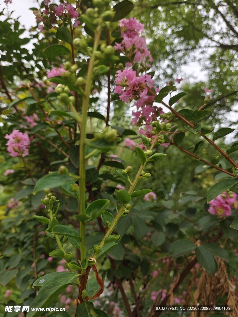 粉色綻放的美麗花卉
