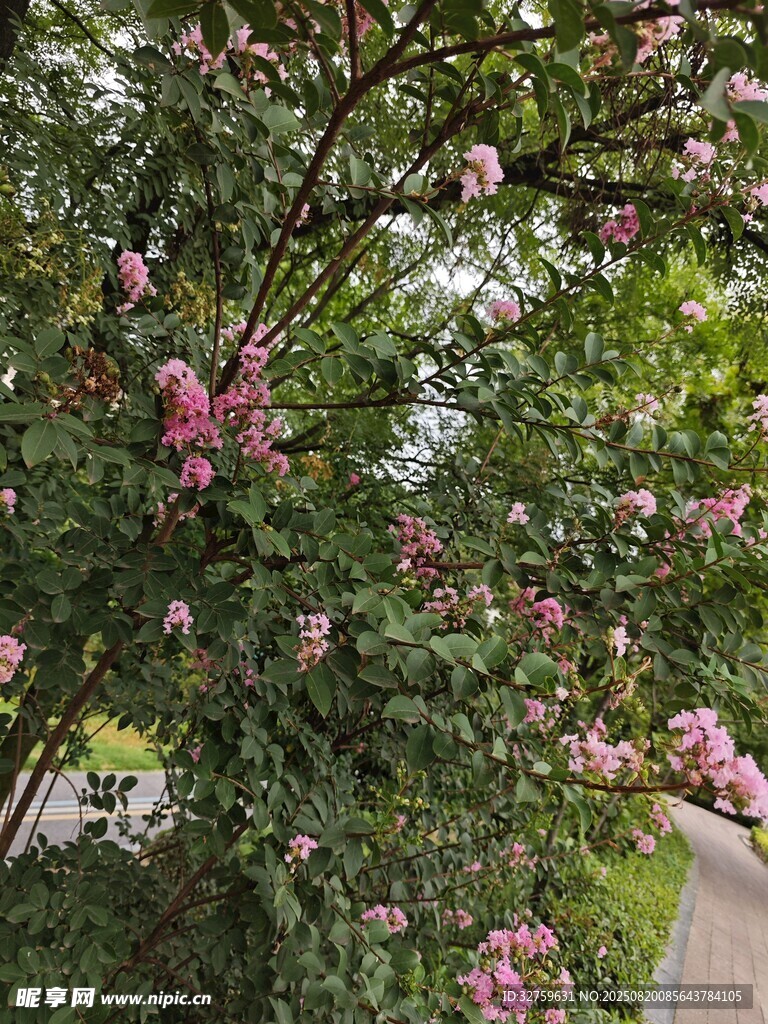 繁花滿樹的美麗景致