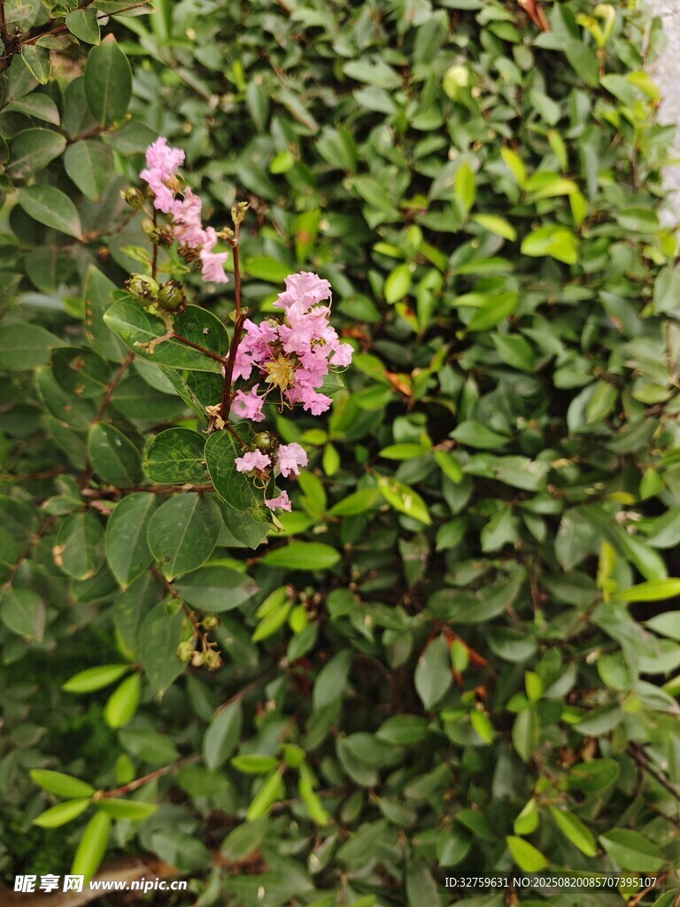綠葉叢中綻放的粉色小花