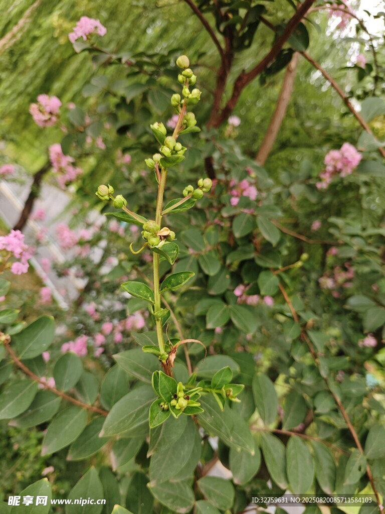 綠葉間綻放的粉色小花