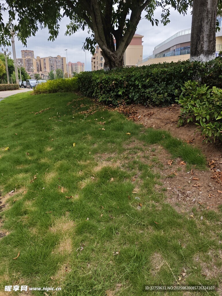 戶外草坪綠植景觀