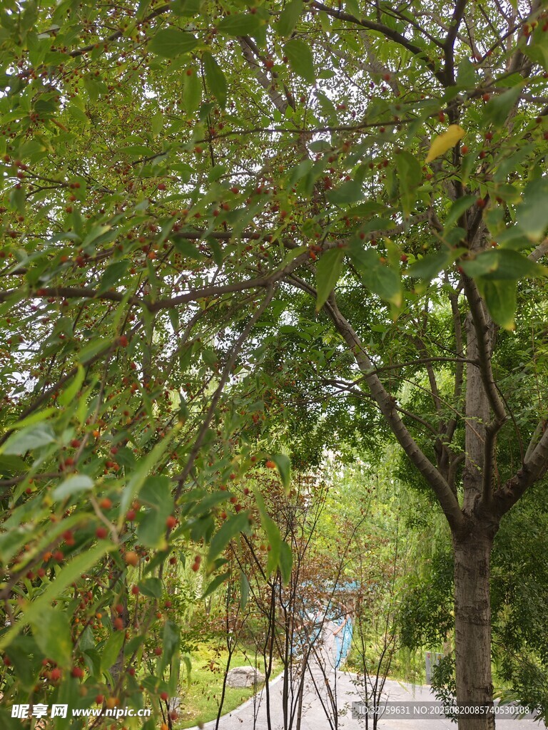 林間小路旁的繁茂綠樹