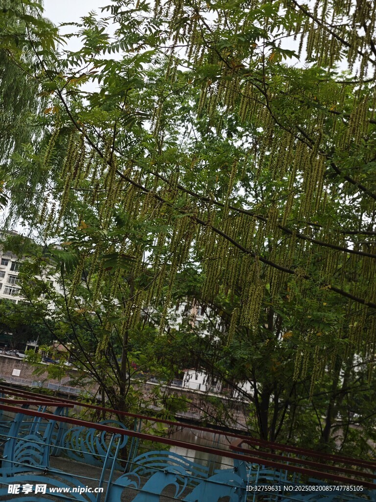 綠葉繁茂的樹(shù)木景觀