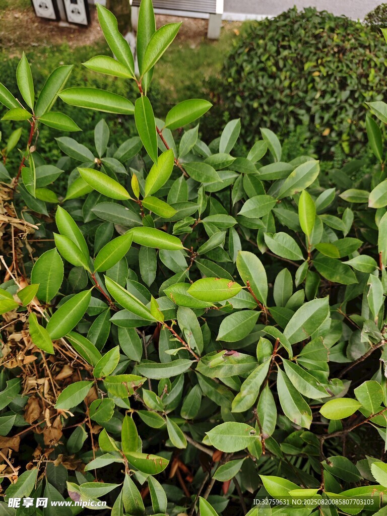 翠綠繁茂的綠植景觀