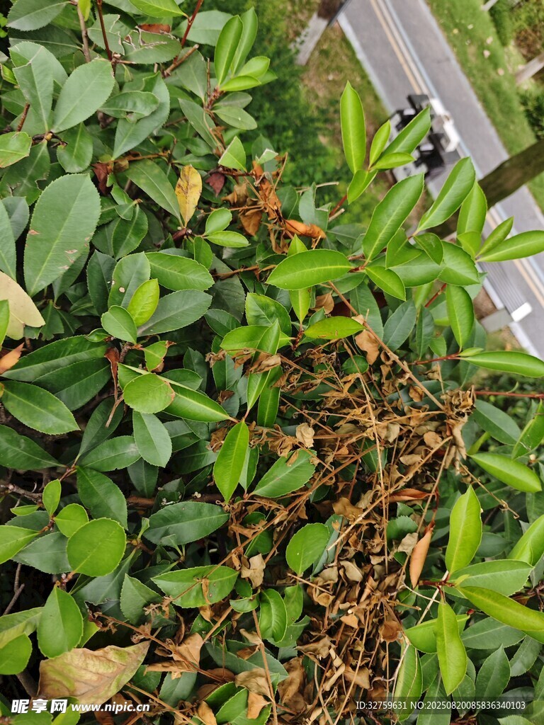 綠葉繁茂的路旁植物景觀