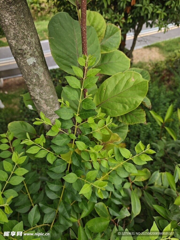 綠葉叢生的植物景觀