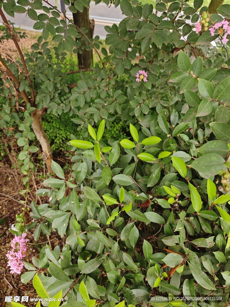 繁茂綠植中的艷麗花朵