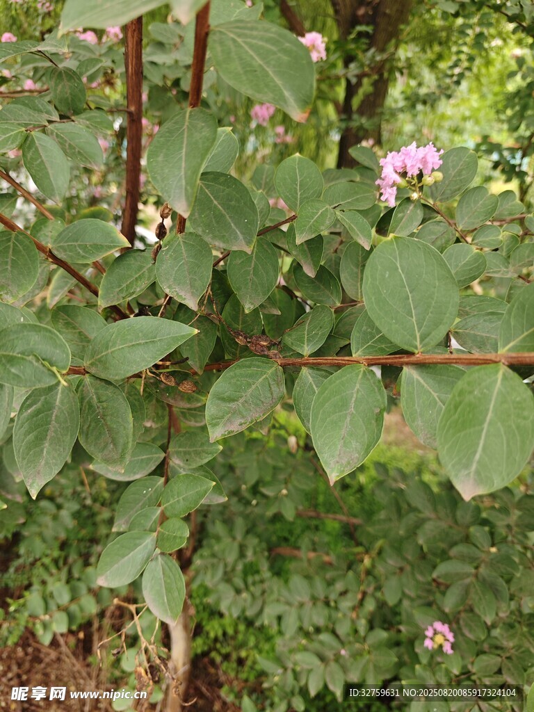 綠葉間綻放的粉色花朵
