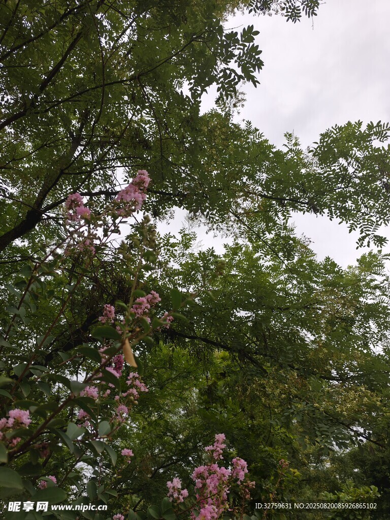 綠樹間綻放的粉色花朵