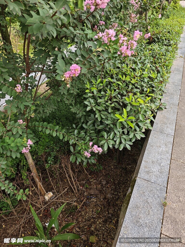路邊綻放的粉色花卉