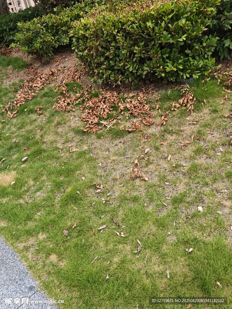 草坪邊的綠植與散落枯葉