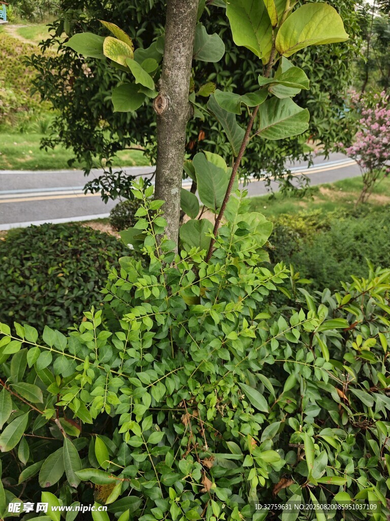 路邊繁茂綠植景觀