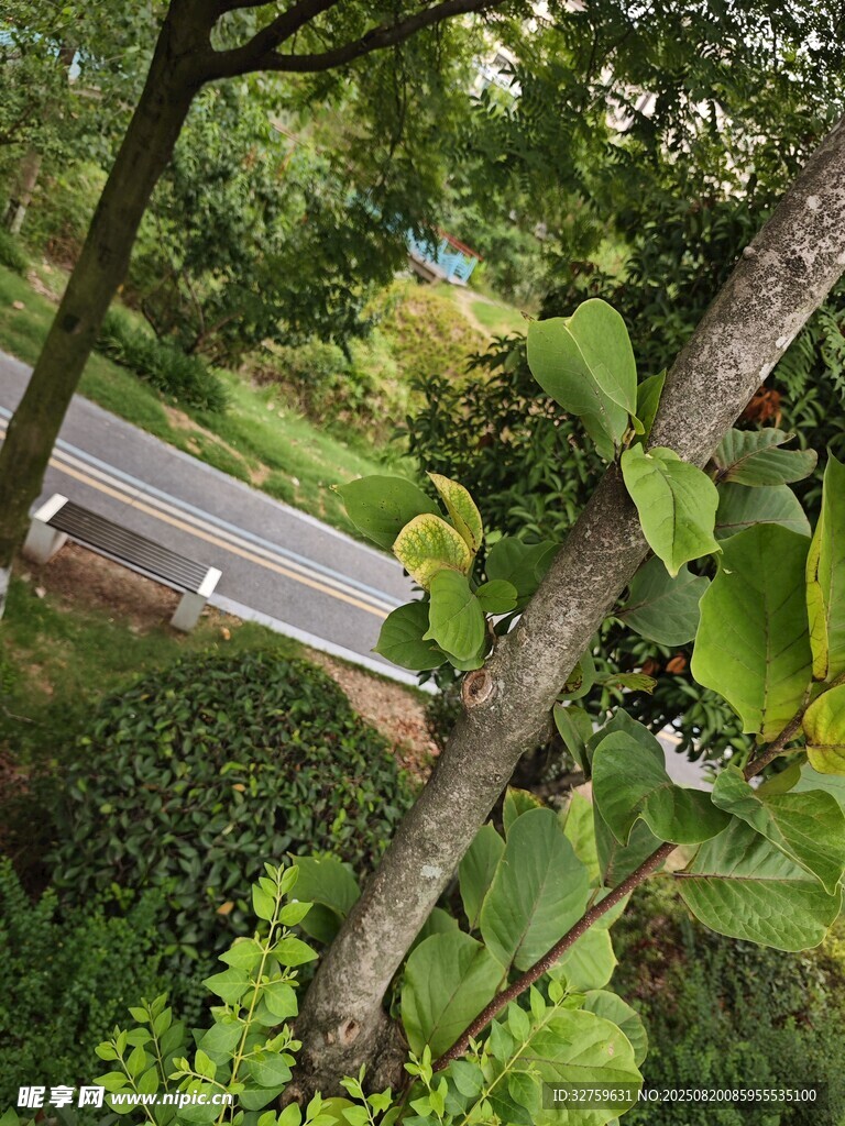 林間小道旁的蔥郁綠植