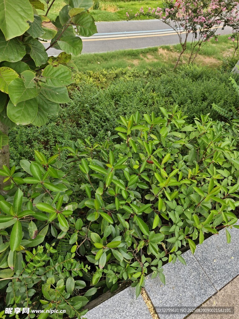 綠意盎然的路邊綠植