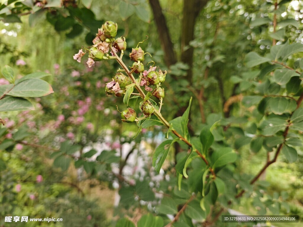 綠葉間的粉嫩小花