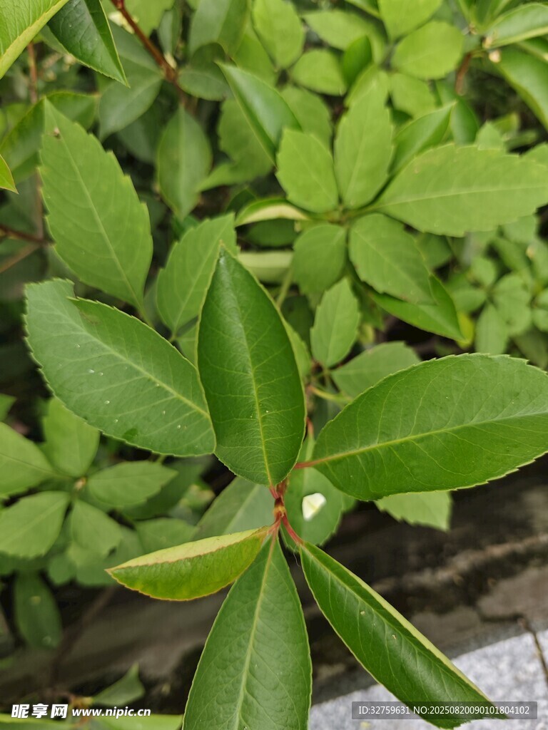 綠葉上的晶瑩露珠