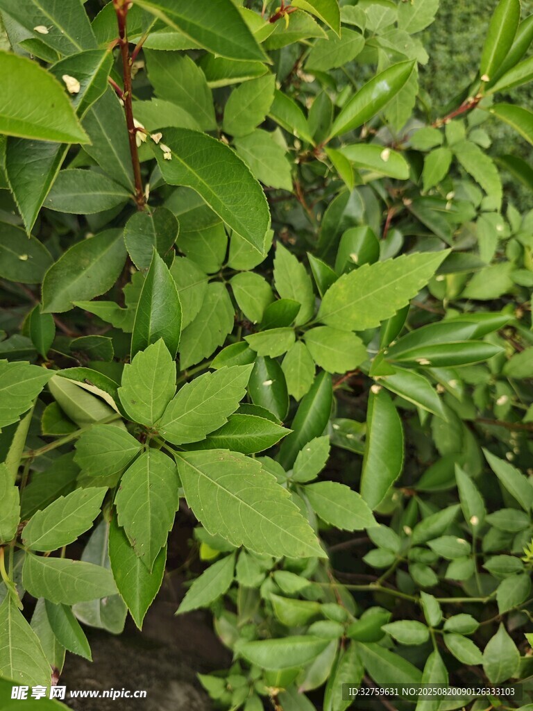 翠綠繁茂的植物葉片