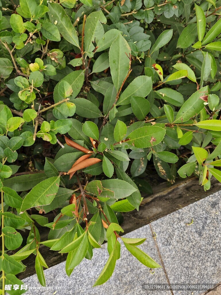綠葉間的鮮艷枝葉