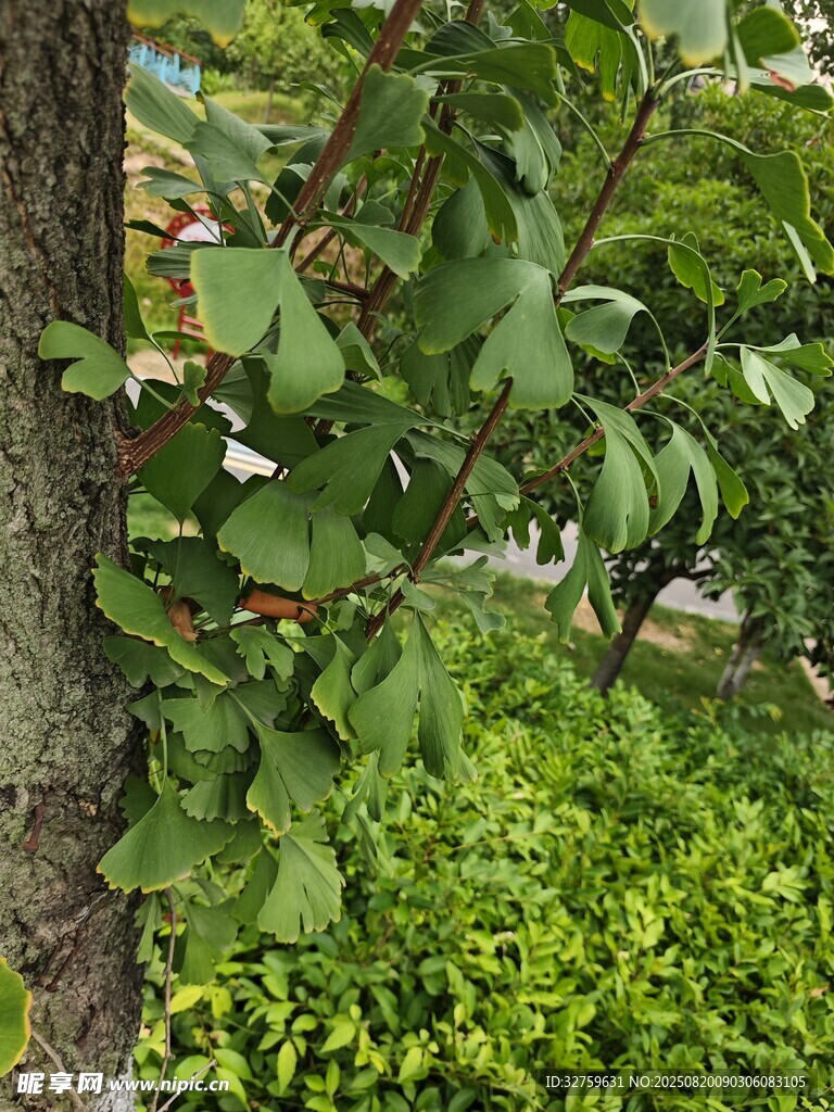樹干旁翠綠繁茂的枝葉