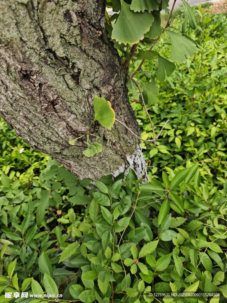 樹(shù)干下的嫩綠植物