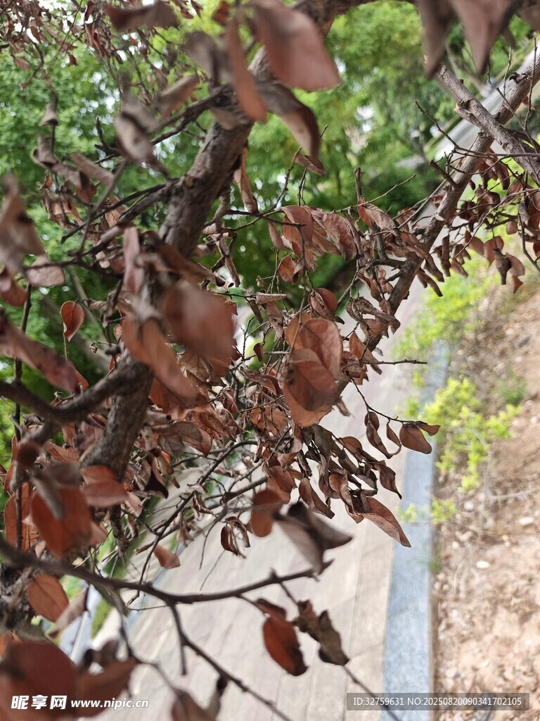 枝頭棕紅樹葉特寫