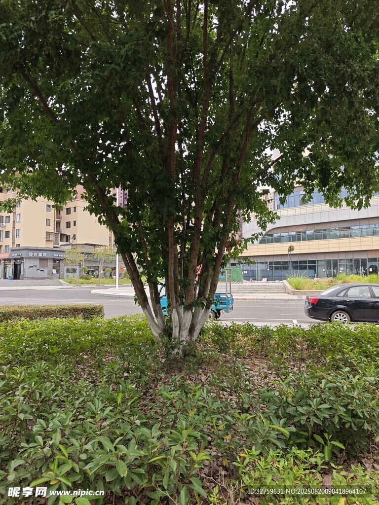 路邊綠樹與遠處建筑景觀