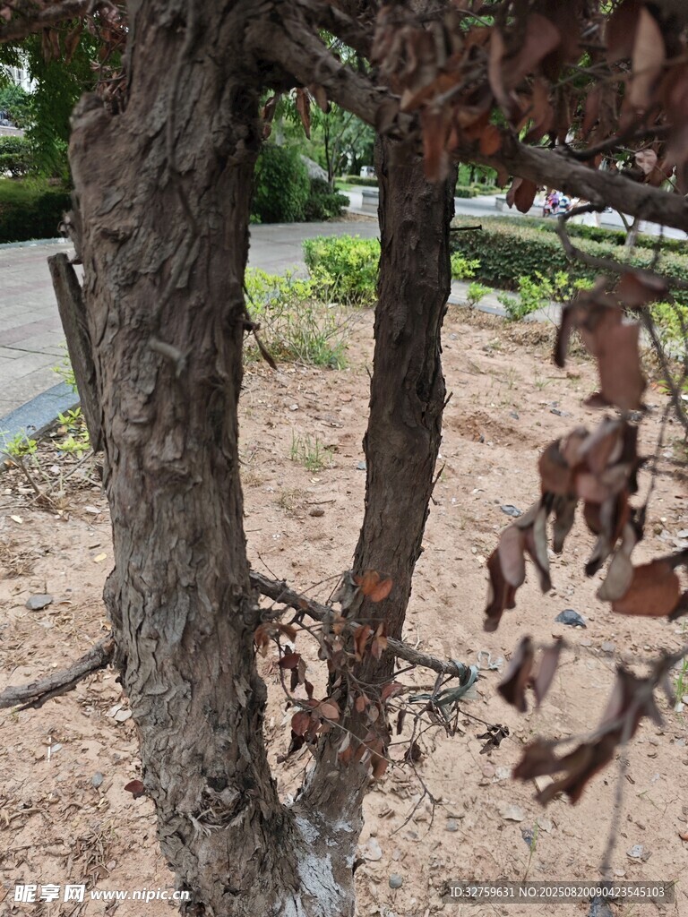樹(shù)干旁的枯葉景象