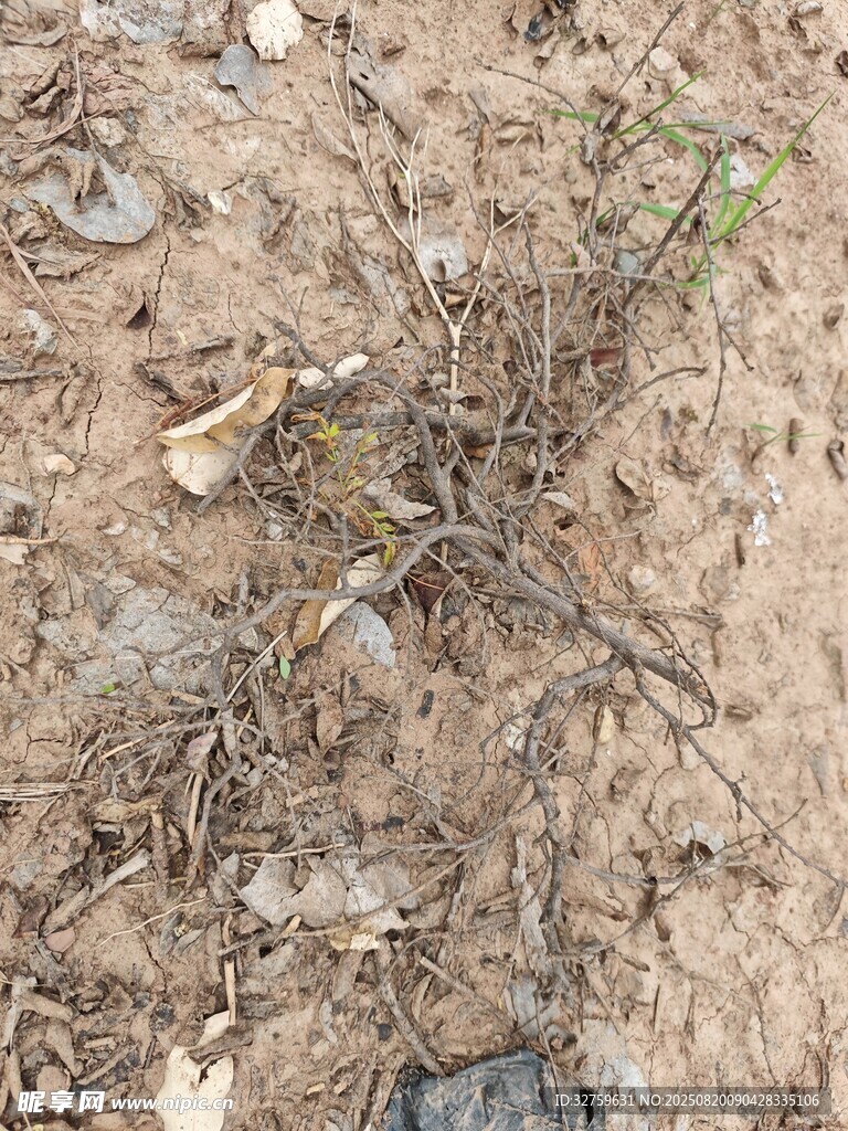 地面上的干枯植物與碎石