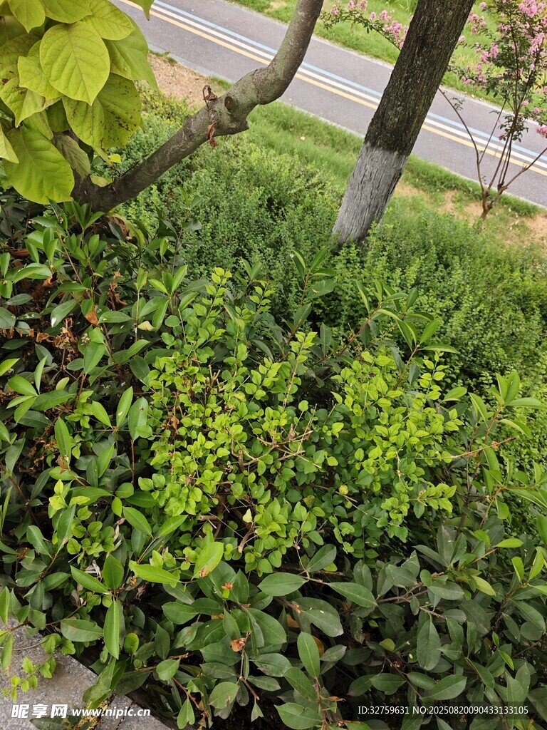 路邊翠綠繁茂的灌木叢