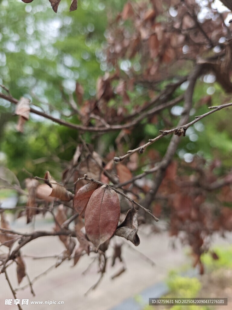 枝頭殘果 