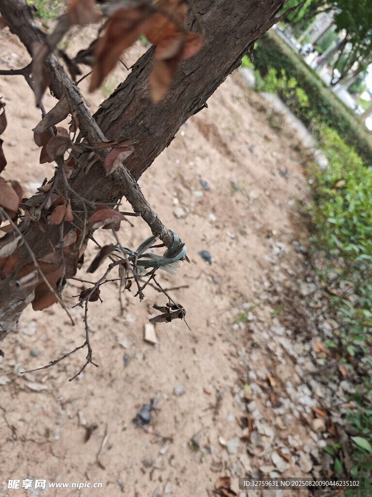樹干上的寄生植物景象