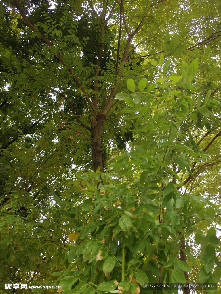 茂密樹林中的繁茂枝葉