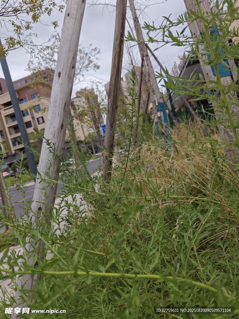 戶外草地旁的樹木與建筑