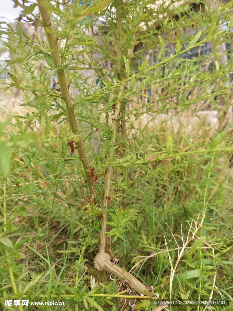野外生長的綠色植物