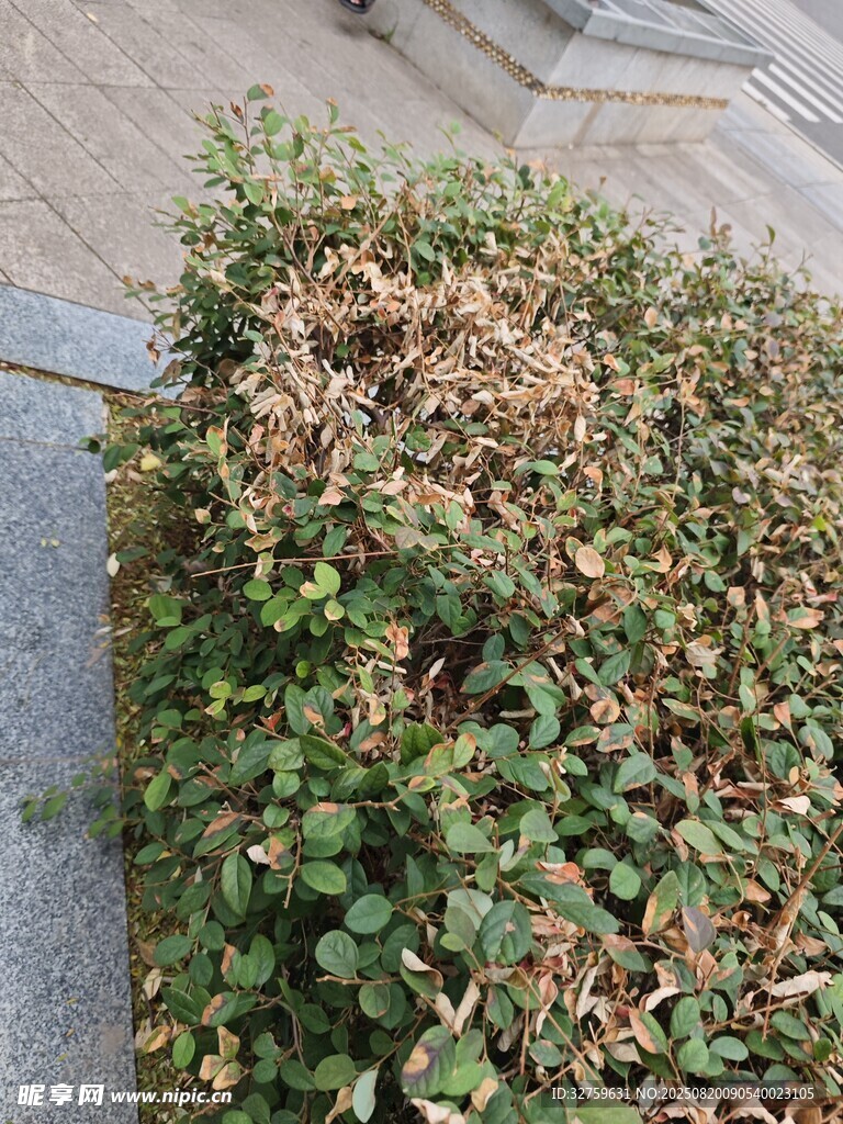 枯黃與翠綠相間的灌木叢