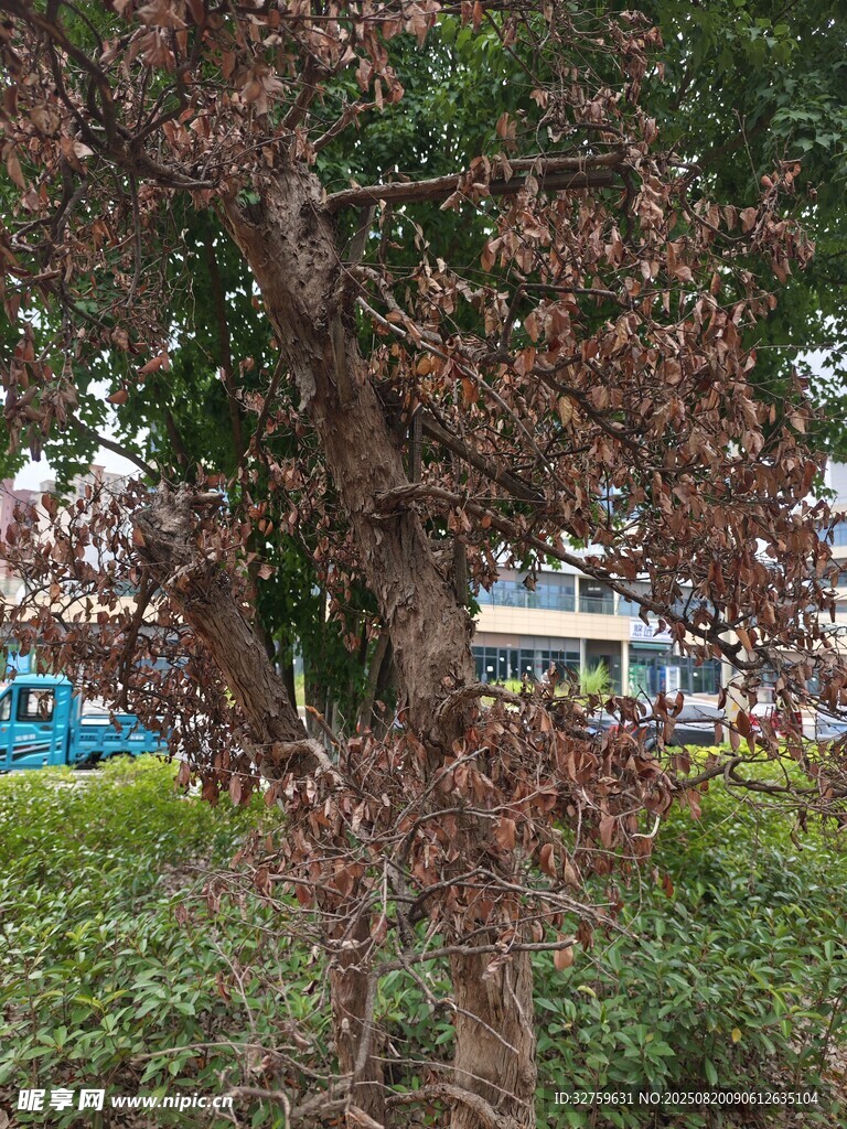 枝葉繁茂的樹木景觀