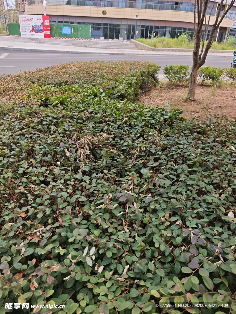 路邊綠植景觀