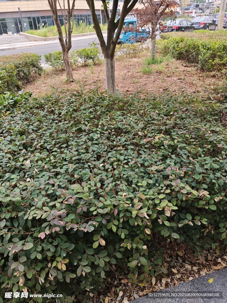 路邊繁茂的綠色灌木叢