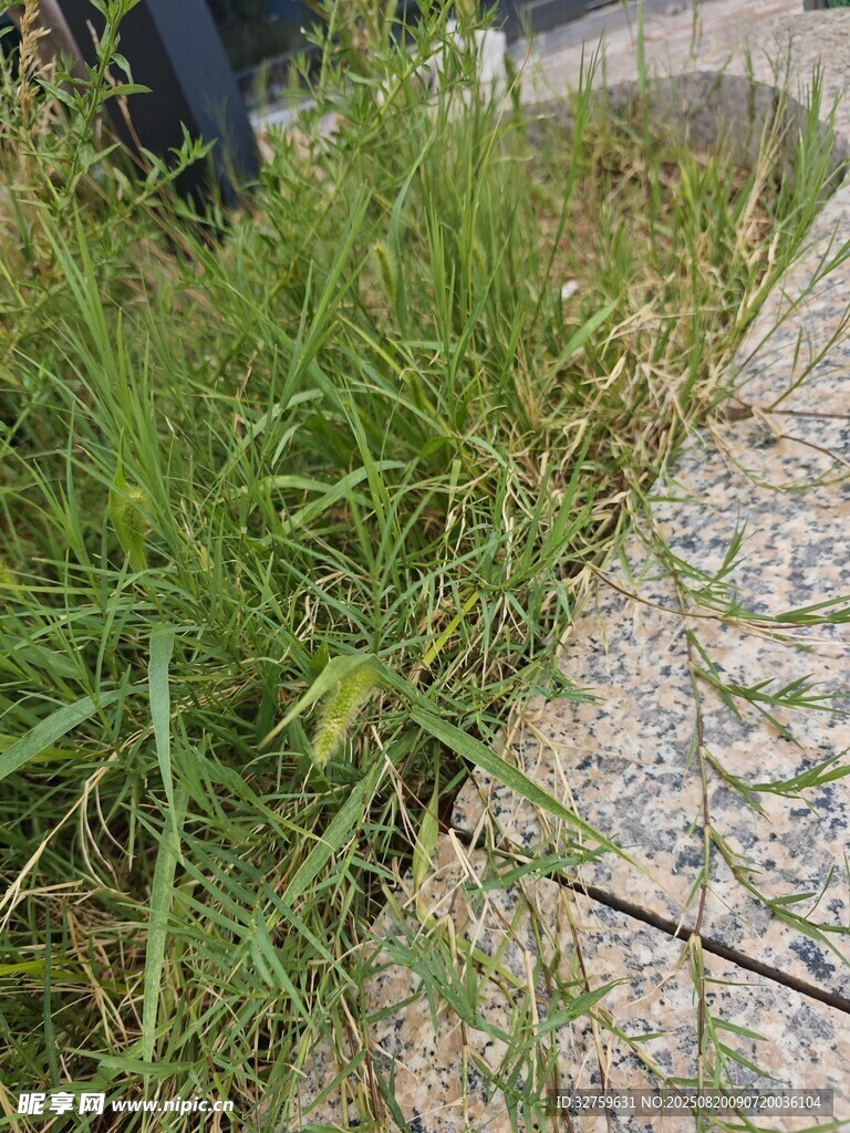 路邊翠綠野草特寫(xiě)