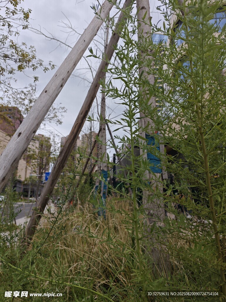 戶外傾斜電線桿與綠植