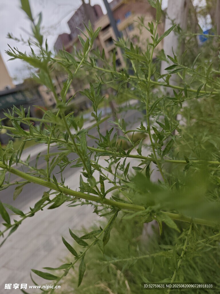 路邊綠植與背景建筑景觀