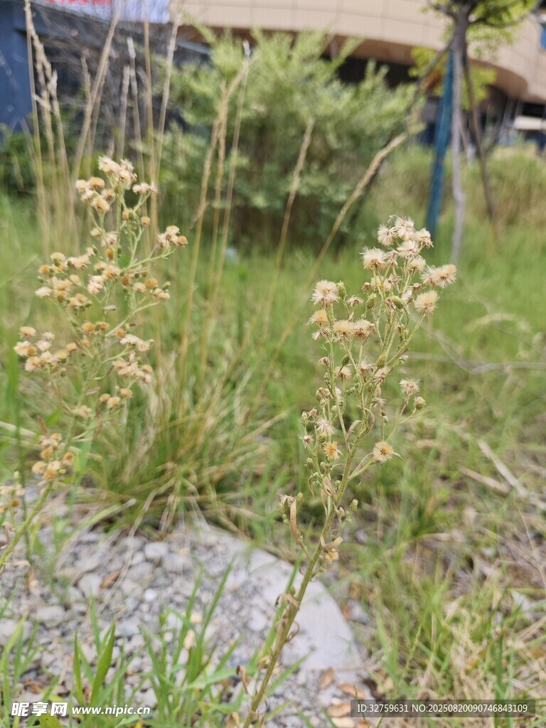 野外叢生的黃色小花