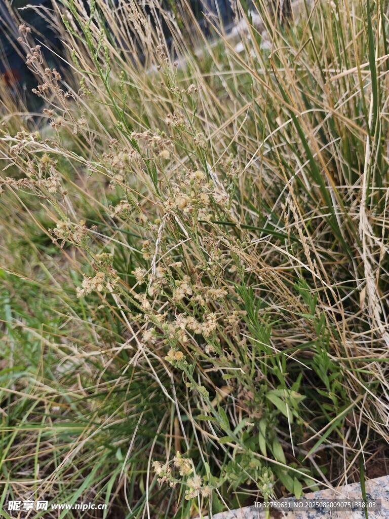 野外叢生的綠色雜草