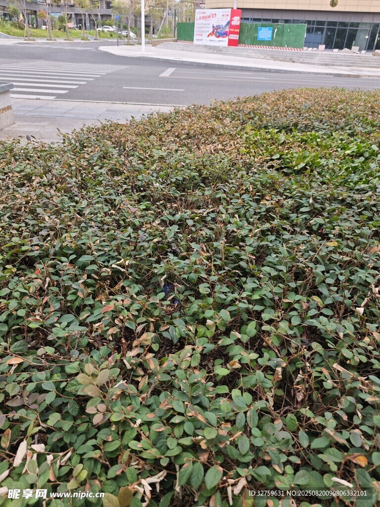 綠葉繁茂的地面植物景觀