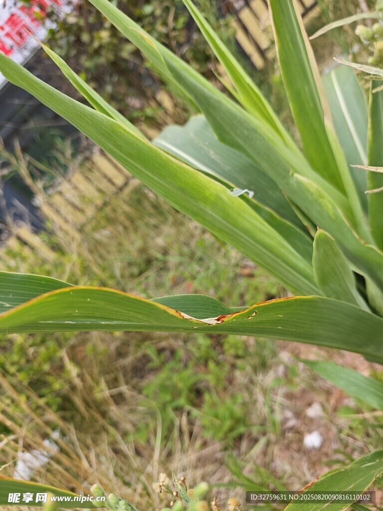 綠色植物特寫